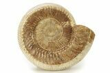 Jurassic Ammonite (Kranosphinctes) - Madagascar #270950-1